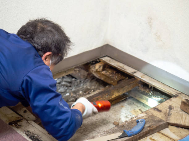 Professional Mold Removal in Harker Heights, TX