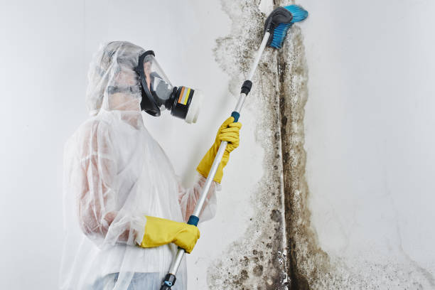 Best Toxic Mold Removal  in Harker Heights, TX