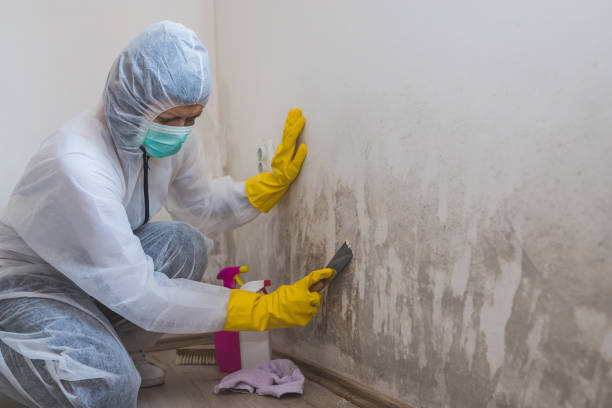 Certified Mold Removal in Harker Heights, TX