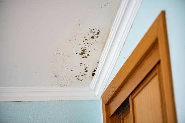 Best Affordable Mold Removal  in Harker Heights, TX