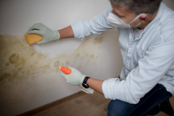 Best Best Mold Removal Companies  in Harker Heights, TX