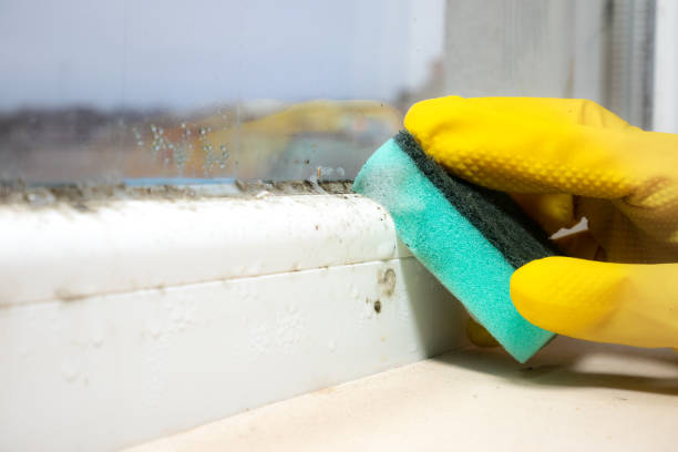 Crawl Space Mold Removal in Harker Heights, TX