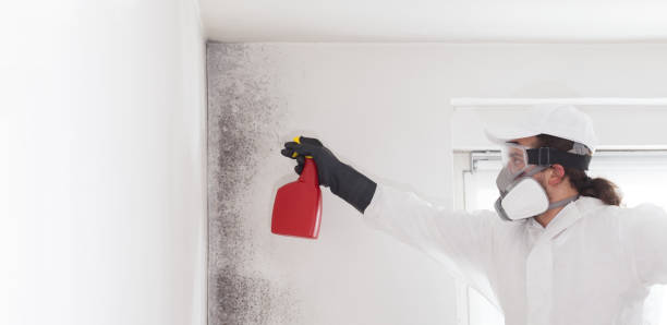 Best Mold Removal Process  in Harker Heights, TX