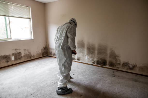 Best Home Mold Removal  in Harker Heights, TX