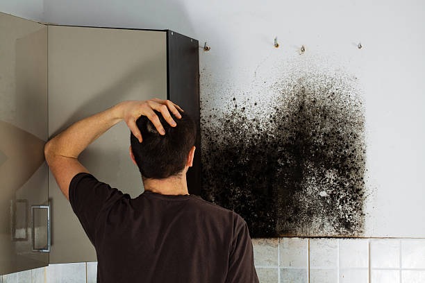 Best Commercial Mold Removal  in Harker Heights, TX