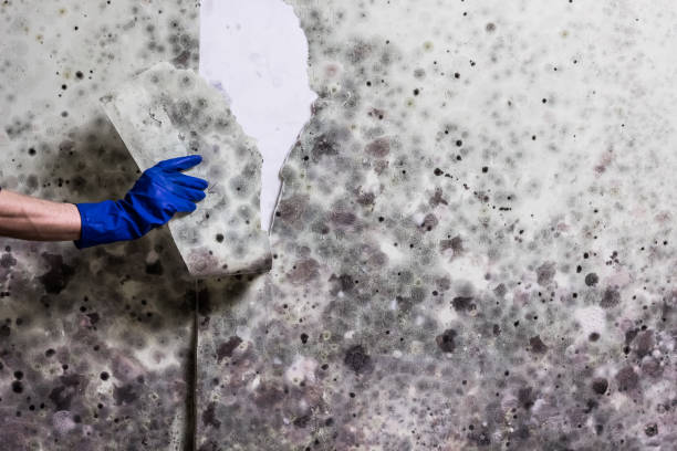 Trusted Harker Heights, TX Mold Removal Experts