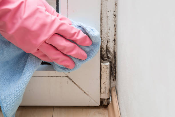 Best Mold Removal Near Me  in Harker Heights, TX