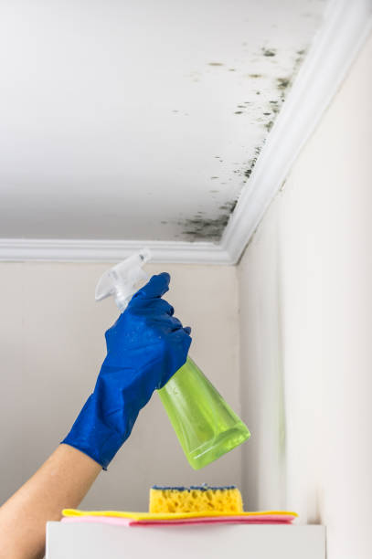 Attic Mold Removal in Harker Heights, TX