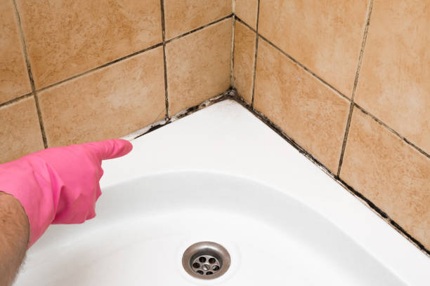 Best Crawl Space Mold Removal  in Harker Heights, TX