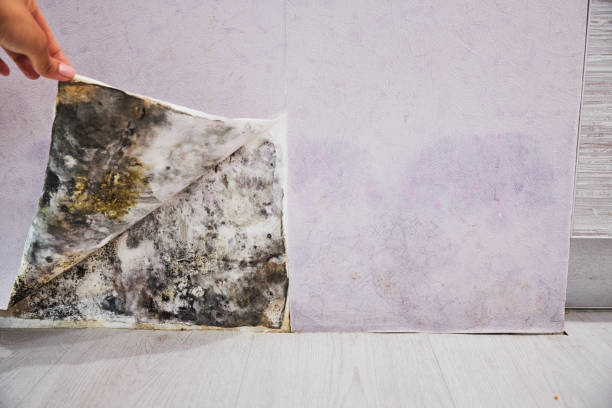 Best Fast Mold Removal  in Harker Heights, TX